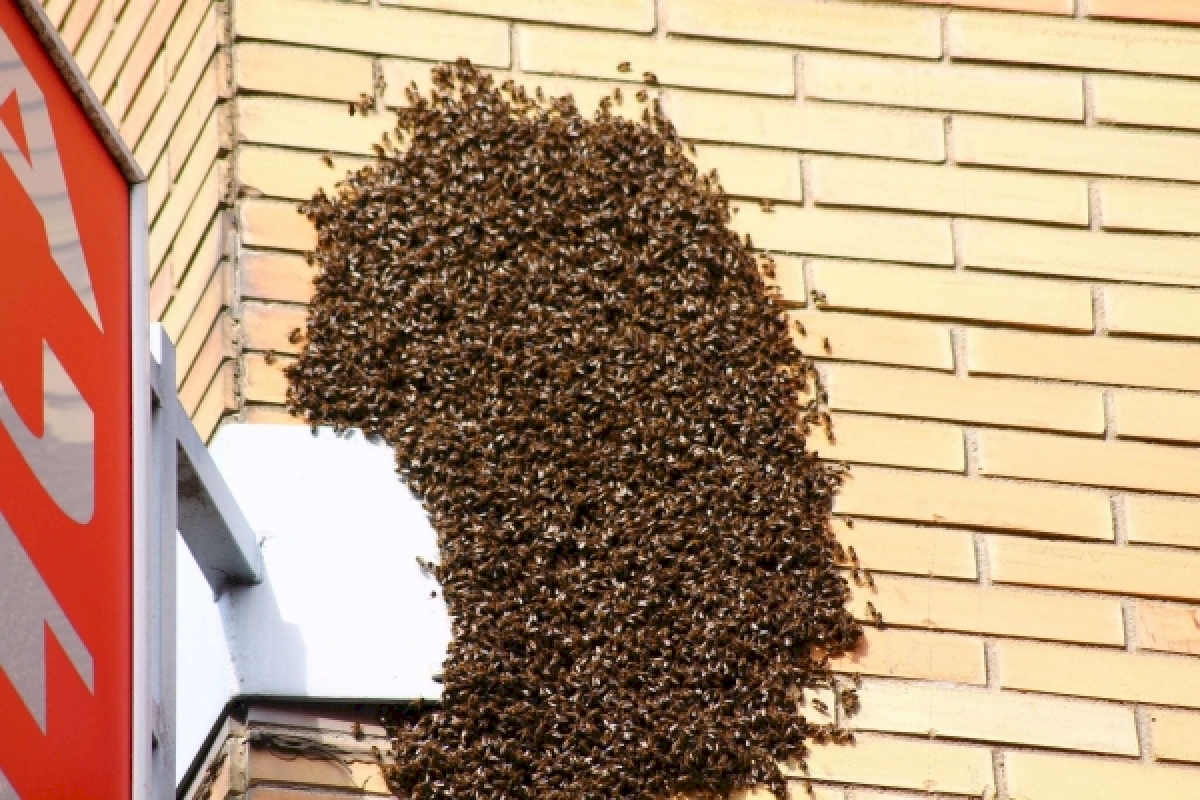 abejas.jpg