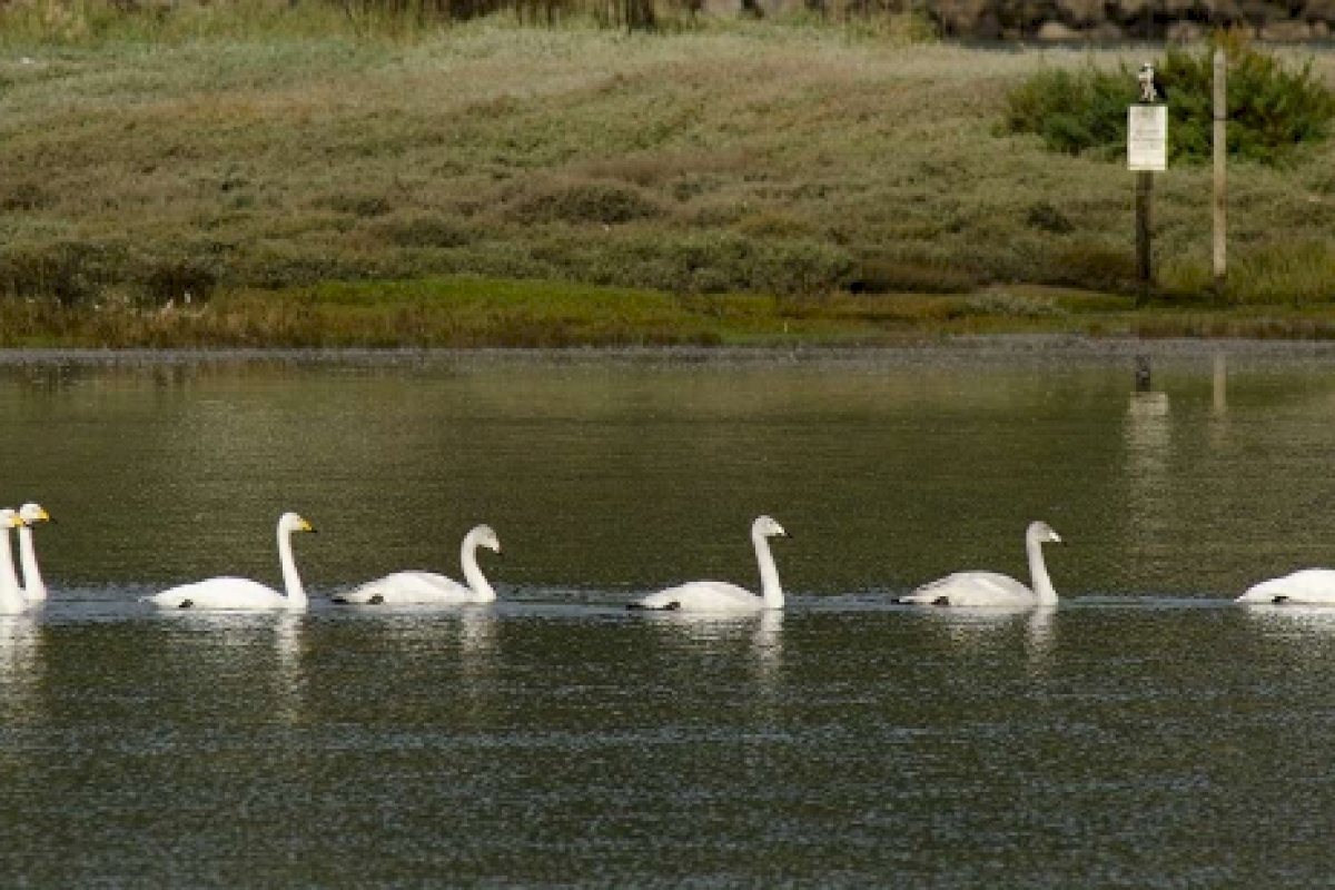 cisnes[2].jpg