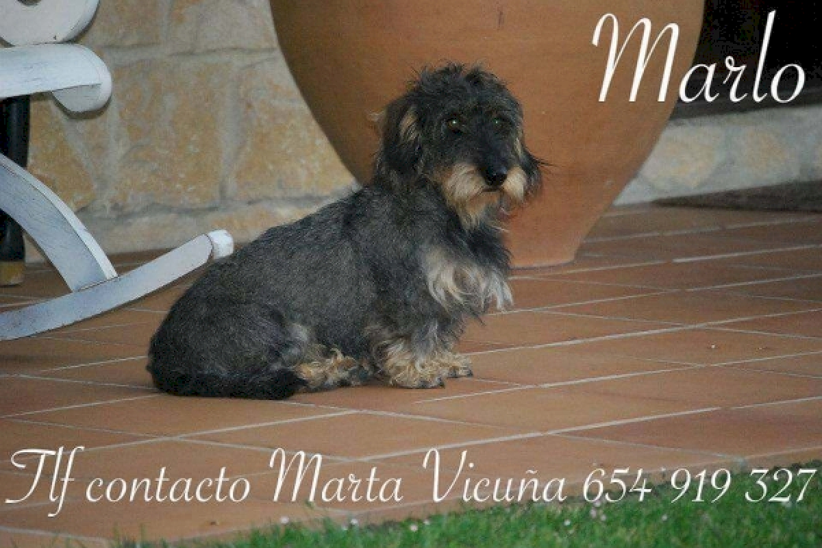 marlo perro.jpg