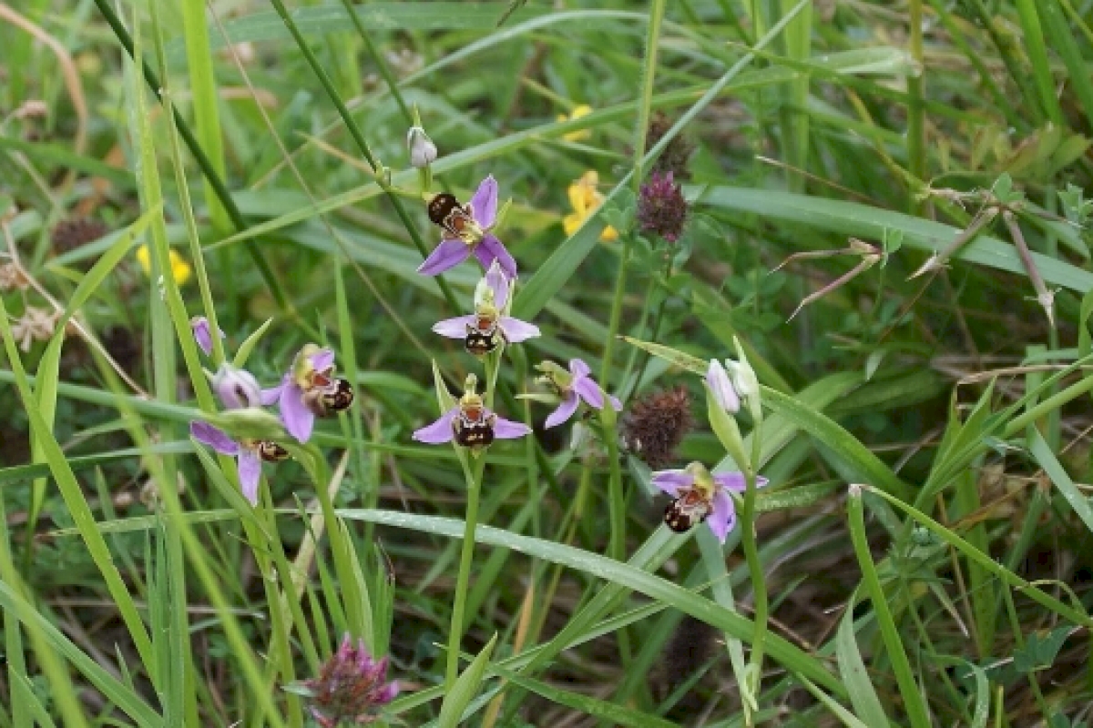 orquideas buena.jpg