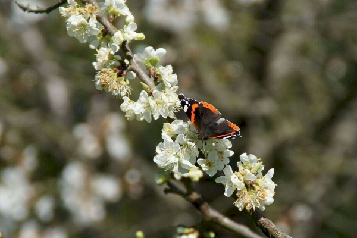 primavera mariposa.jpg