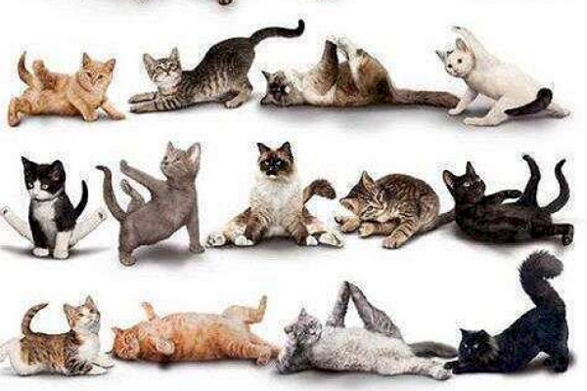 yoga gatos 2 .jpg
